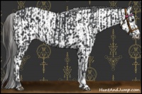 Horse Color:Black  and Black Near Leopard 
