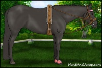 Horse Color:Smoky Black 
