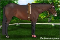 Horse Color:Brown Frame Appaloosa 