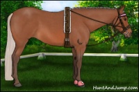 Horse Color:Silver Bay Roan 