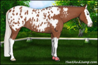 Horse Color:Silver Bay Roan Splash Appaloosa