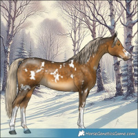 Horse Color:White Spotted Chocolate Palomino Mushroom