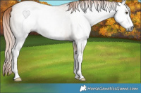 Horse Color:Gray Red Dun Sabino