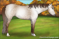 Horse Color:Gray Red Dun