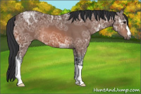 Horse Color:Bay Ice 
