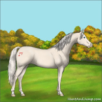 Horse Color:Cremello 