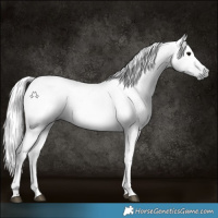 Horse Color:Gray Black 