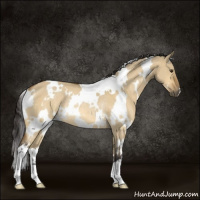 Horse Color:White Spotted Buckskin Dun Rabicano
