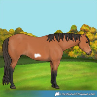 Horse Color:Bay Frame 