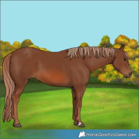 Horse Color:Chestnut 