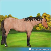 Horse Color:Bay Roan 