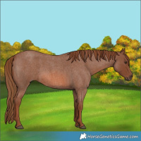 Horse Color:Red Roan 
