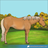 Horse Color:Palomino 