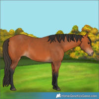 Horse Color:Bay 