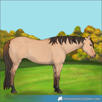 Horse Color:Bay Dun 