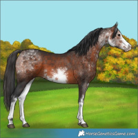 Horse Color:White Spotted Bay Rabicano 