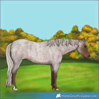 Horse Color:Silver Blue Roan 