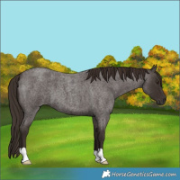 Horse Color:Liver Red Roan 