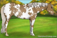 Horse Color:White Spotted Silver Smoky Black Rabicano 