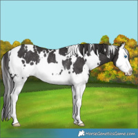 Horse Color:White Spotted Smoky Black Splash Rabicano 