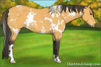 Horse Color:White Spotted Buckskin Rabicano 