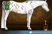 Horse Color:White Spotted Brown Dun Splash Tobiano Appaloosa 