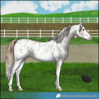 Horse Color:Brown Dun Sabino Splash Appaloosa  and Buckskin Dun Sabino Splash Appaloosa 