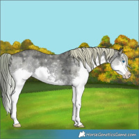 Horse Color:Watercolor Silver Blue Ice Roan Sabino Splash 