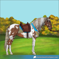 Horse Color:White Spotted Chestnut Mushroom Tobiano