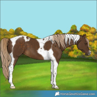 Horse Color:Chocolate Palomino Tobiano 
