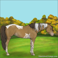 Horse Color:Classic Cream Champagne Tobiano