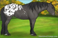 Horse Color:Black Appaloosa