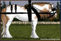 Horse Color:Chestnut Splash Frame Appaloosa 
