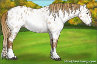 Horse Color:Gray Red Dun Splash Appaloosa 