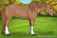Horse Color:Chestnut Appaloosa 