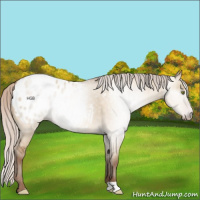 Horse Color:Gray Silver Sable Champagne Dun Appaloosa Rabicano 