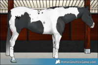 Horse Color:Black Tobiano 