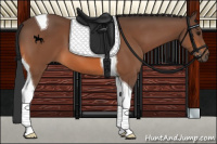 Horse Color:Bay Tobiano