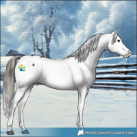 Horse Color:Black Snowflake Varnish Rabicano 