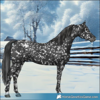 Horse Color:Black Snowflake Varnish Rabicano 