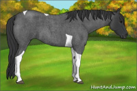 Horse Color:Blue Roan Tobiano 