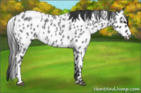 Horse Color:Blue Roan Leopard 