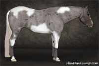 Horse Color:Silver Blue Roan Tobiano Frame 