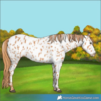 Horse Color:Chestnut Appaloosa 