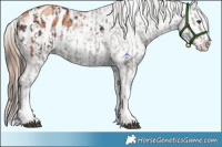 Horse Color:Liver Chestnut Sabino Splash Appaloosa  and Gold Champagne Sabino Splash Appaloosa 