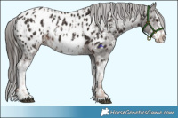 Horse Color:Liver Chestnut Sabino Splash Appaloosa  and Liver Chestnut Sabino Splash Appaloosa 