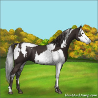 Horse Color:Liver Chestnut  and Gray Liver Chestnut 