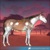 Horse Color:Bay Splash 