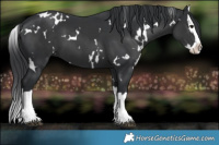 Horse Color:White Spotted Black Splash