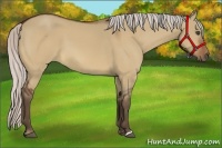 Horse Color:Silver Bay Dun 